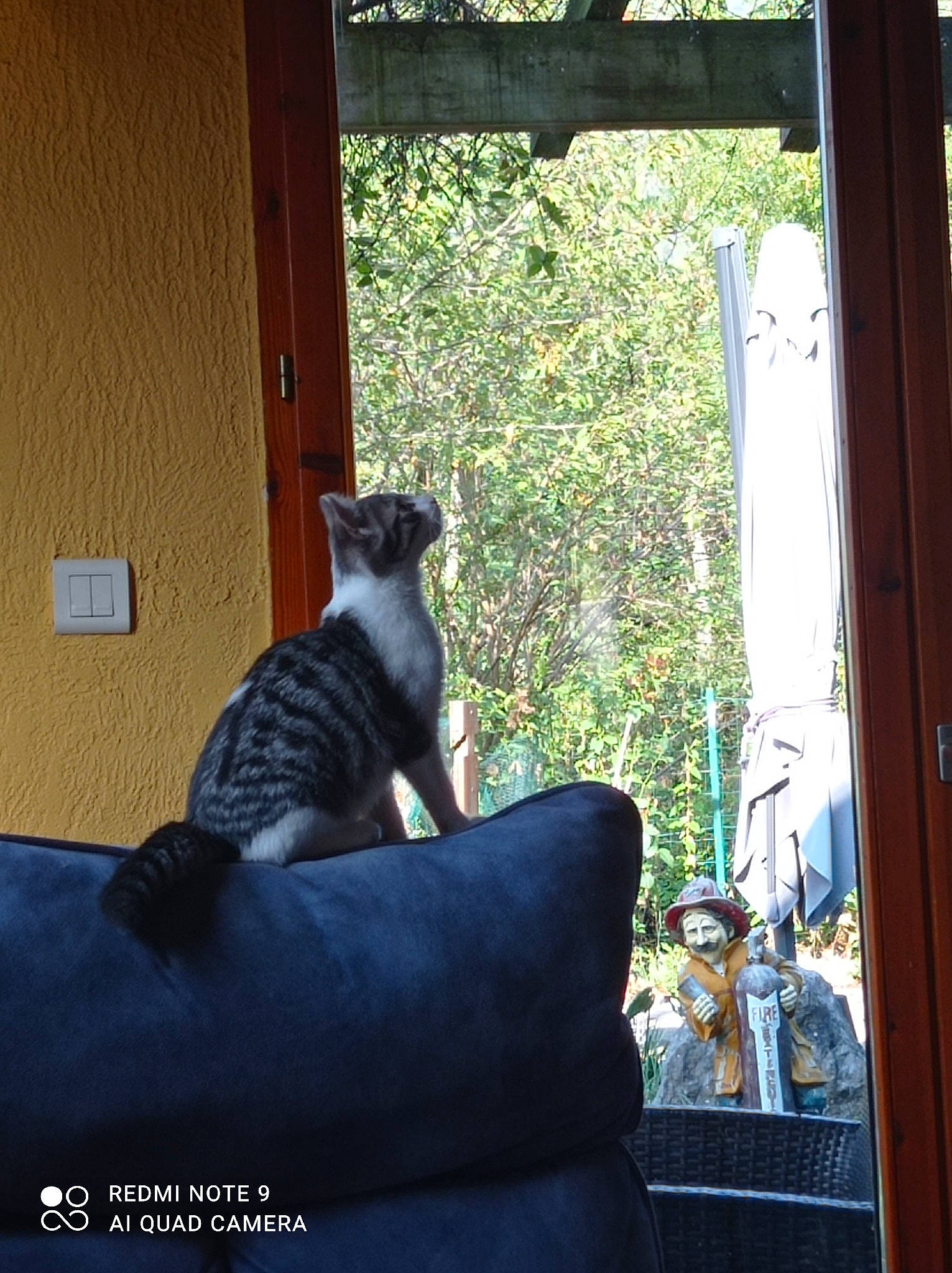 Groseille a rejoint le concours — aidez-le/la à gagner de superbes lots ! building, carnivore, cat, comfort, couch, domestic_short_haired_cat, door, felidae, house, plant, sash_window, shade, sitting, small_to_medium_sized_cats, tail, tints_and_shades, tree, whiskers, window, wood