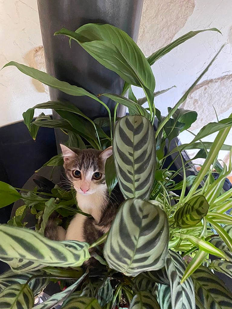 Groseille participe au concours pour gagner de l'argent avec cette photo : alismatales, botany, carnivore, cat, domestic_short_haired_cat, felidae, flowering_plant, flowerpot, grass, herb, houseplant, metal, monstera_deliciosa, moth_orchid, plant, plant_stem, small_to_medium_sized_cats, terrestrial_animal, terrestrial_plant, whiskers