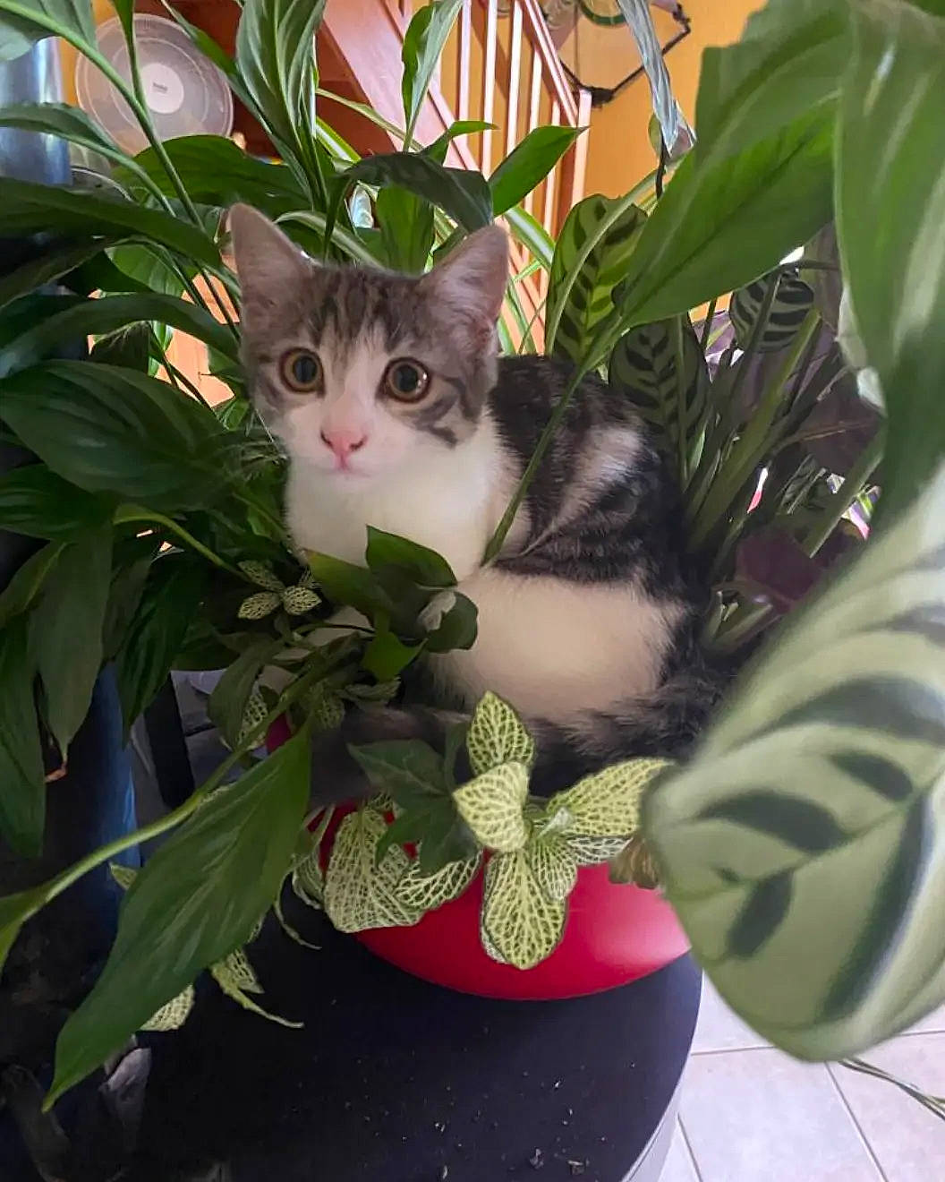 Groseille participe au concours pour gagner de l'argent avec cette photo : carnivore, cat, domestic_short_haired_cat, felidae, flowering_plant, flowerpot, fur, grass, herb, houseplant, leaf, paw, petal, photo_caption, plant, small_to_medium_sized_cats, tail, tree, whiskers, window