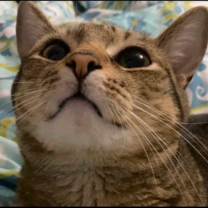 Toby is registered to the contest to win money with this photo: abyssinian, animal, cat, egyptiancat, kitten, manx, pet