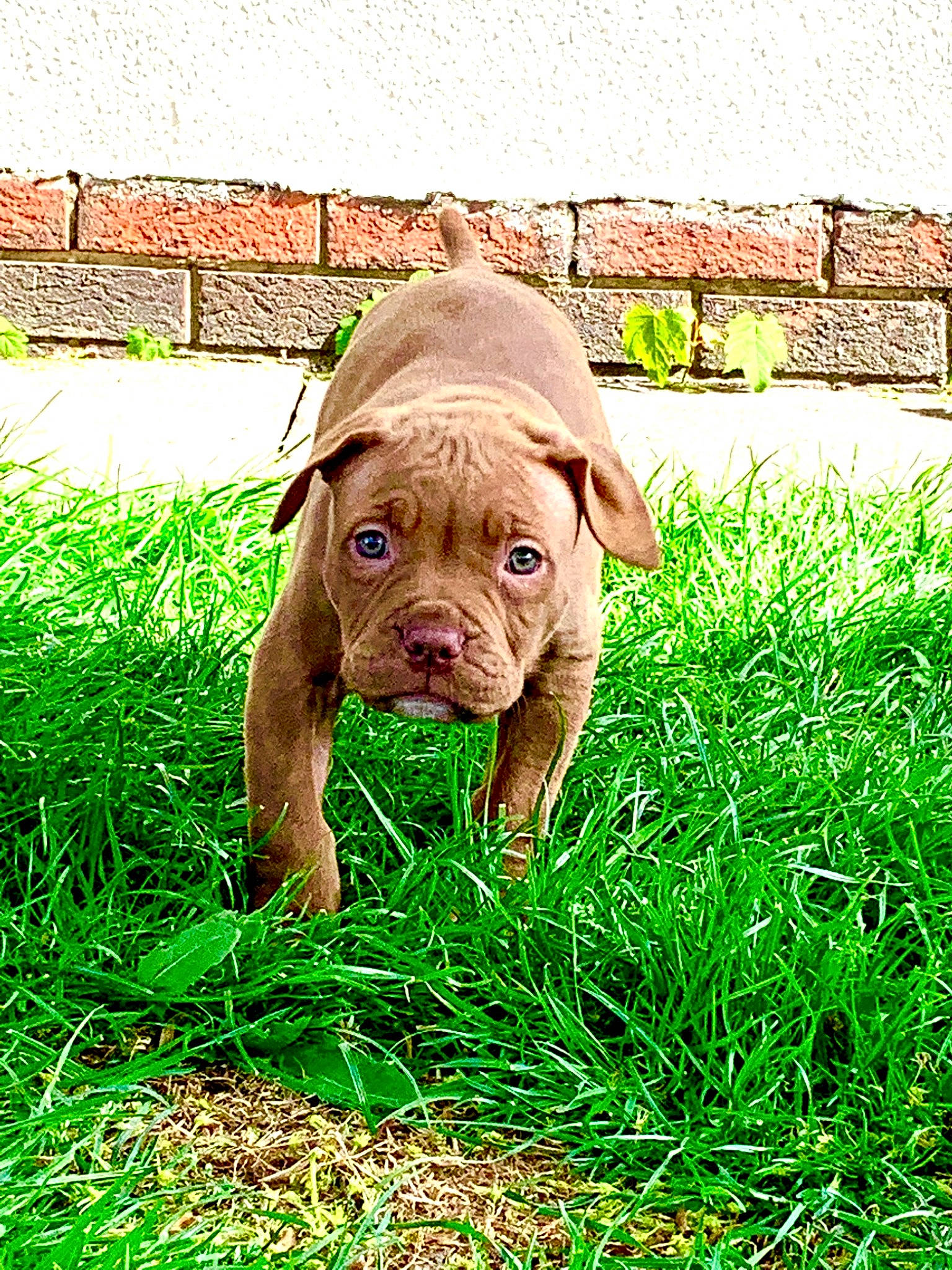 Haze is registered to the contest to win money with this photo: brick, brickwork, canidae, carnivore, companion_dog, dog, dog_breed, fawn, grass, grassland, groundcover, liver, plant, prairie, sporting_group, terrestrial_animal, wildlife, working_animal, working_dog, wrinkle