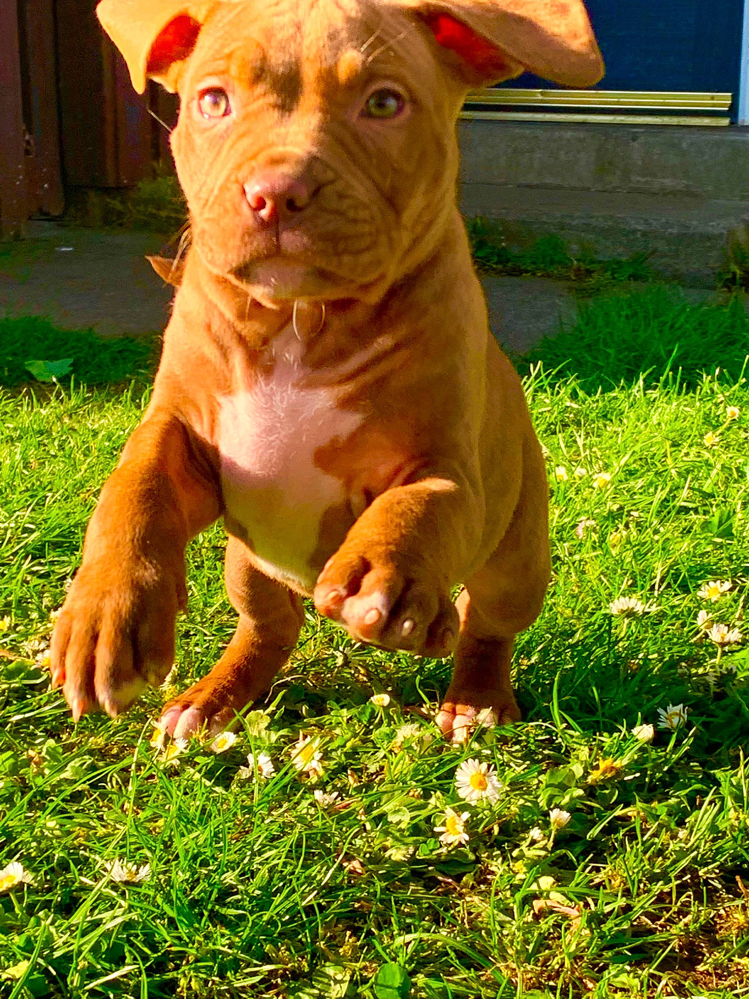 Haze joined the competition — help win amazing prizes! canidae, carnivore, companion_dog, dog, dog_breed, dog_collar, grass, grassland, green, groundcover, guard_dog, hunting_dog, lawn, liver, people_in_nature, plant, sporting_group, working_animal, working_dog, wrinkle