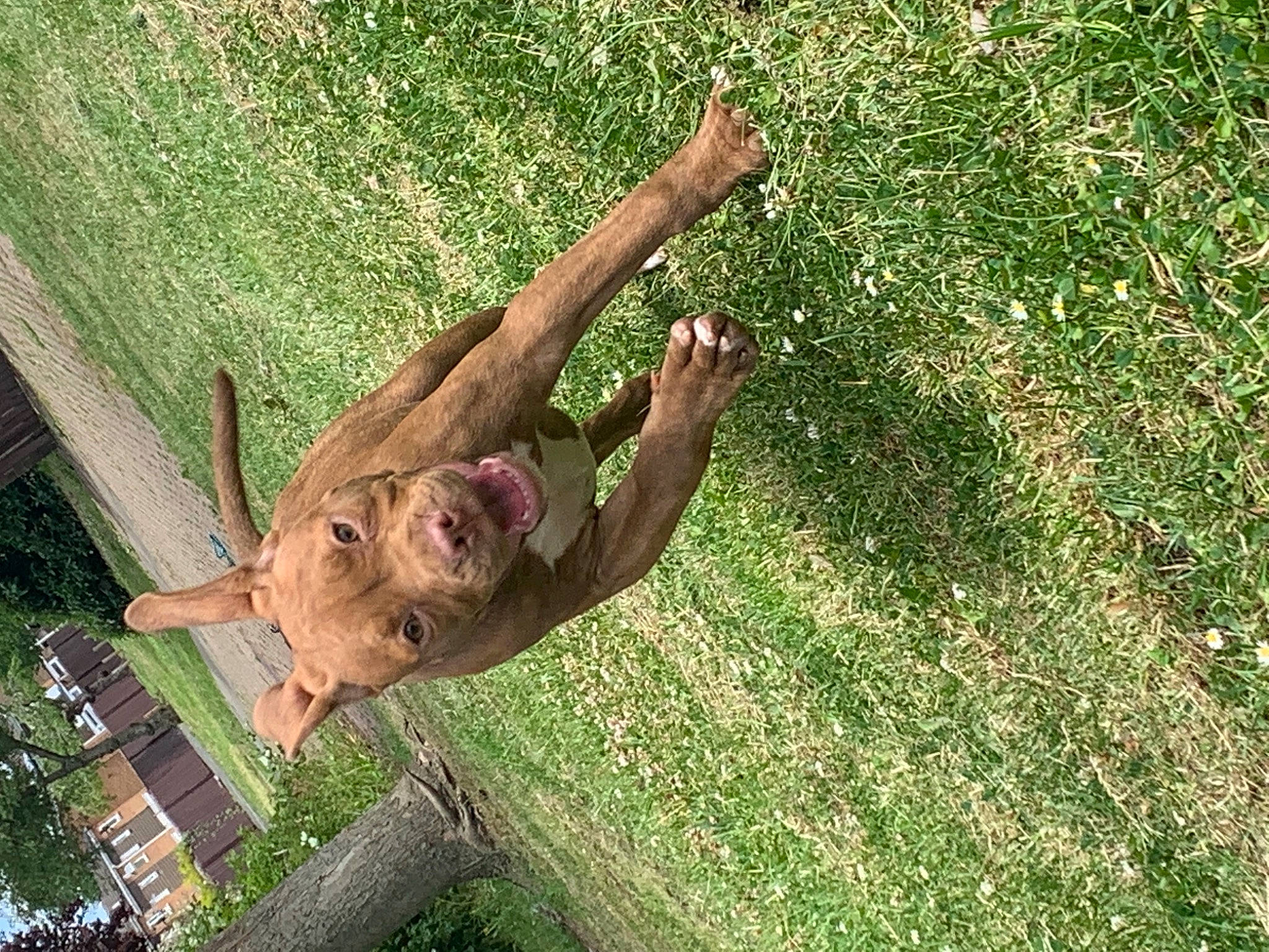 Haze is registered to the contest to win money with this photo: canidae, fawn, fun, grass, grass_family, grassland, groundcover, leisure, macaque, people_in_nature, plant, primate, rhesus_macaque, snout, sporting_group, tail, terrestrial_animal, tree, wildlife, wood