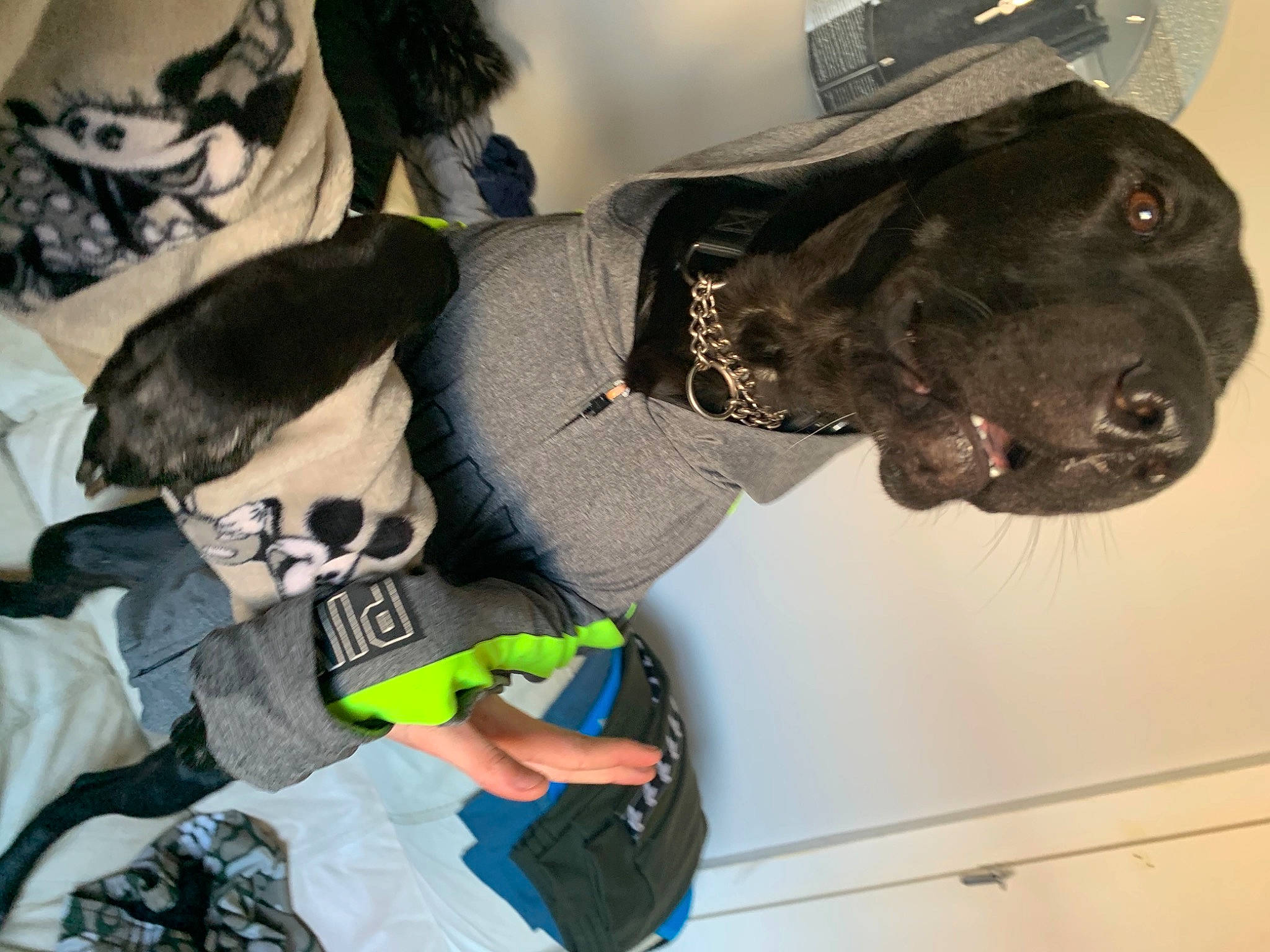 Kush is registered to the contest to win money with this photo: borador, collar, companion_dog, dog, dog_breed, dog_collar, fur, guard_dog, hunting_dog, leash, liver, personal_protective_equipment, pointing_breed, retriever, snout, sporting_group, working_animal, working_dog