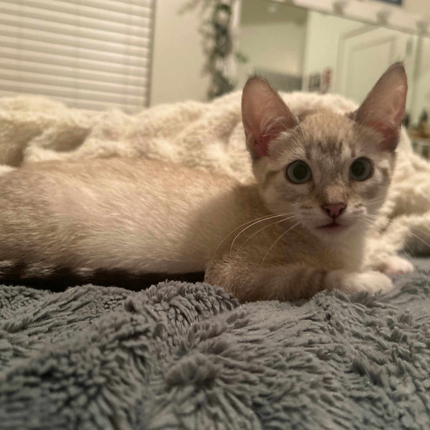 Mateõ joined the competition — help win amazing prizes! animal, bedroom, blanket, cat, closeup, cozy, curious, cute, ears, fur, home, indoor, kitten, lying_down, pet, relaxed, soft, texture, whiskers, young