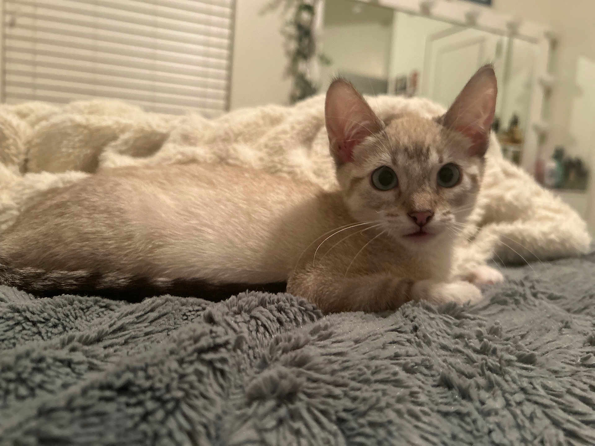 Mateõ joined the competition — help win amazing prizes! kitten, cat, pet, indoor, blanket, texture, fur, cute, animal, lying_down, cozy, whiskers, ears, curious, bedroom, home, soft, closeup, relaxed, young