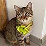 Marley participe au concours pour gagner de l'argent avec cette photo : cat, tabby, pet, indoor, floor, tile, bow, green_bow, animal, feline, cute, sitting, whiskers, ears, eyes, domestic_cat, curious, striped, collar, house