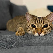Marley participe au concours pour gagner de l'argent avec cette photo : cat, tabby_cat, pet, feline, animal, lying_down, close_up, indoor, sofa, cozy, cute, whiskers, ears, eyes, fur, relaxed, portrait, home, domestic_animal, resting