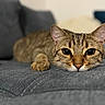 cat, tabby_cat, pet, feline, animal, lying_down, close_up, indoor, sofa, cozy, cute, whiskers, ears, eyes, fur, relaxed, portrait, home, domestic_animal, resting