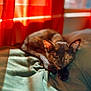 animal, blanket, cat, closeup, comfort, cozy, cute, domestic_cat, feline, fur, indoor, orange_curtains, peaceful, pet, relaxation, resting, sleeping, soft_texture, sunlight, warm_light