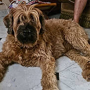 Stella a rejoint le concours — aidez-le/la à gagner de superbes lots ! dog, shaggy, brown, fur, marble_floor, indoor, pet, relaxed, lying_down, furniture, couch, human_leg, cozy, home, paw, canine, animal, domestic, portrait, companion