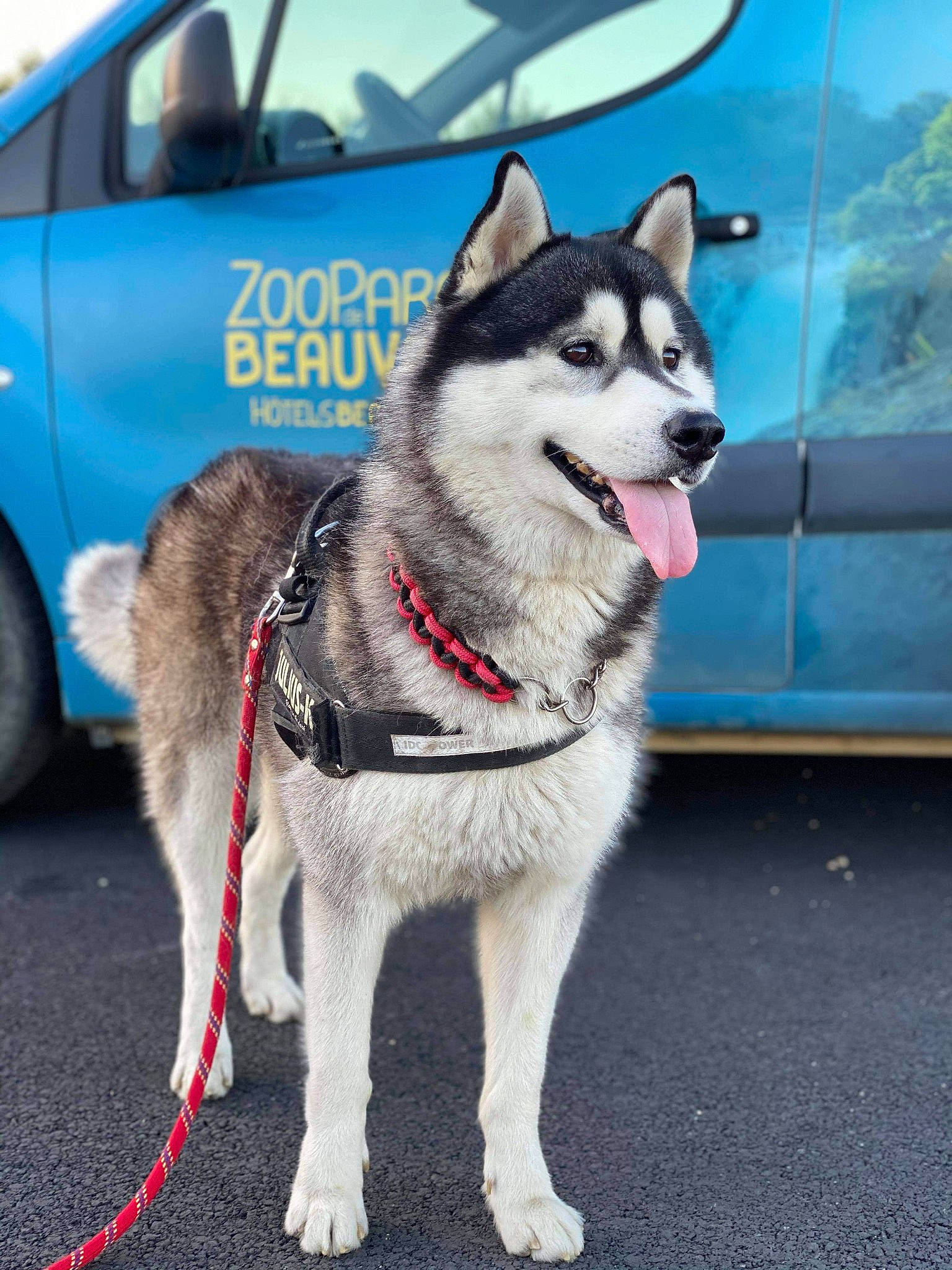 Moky participe au concours pour gagner de l'argent avec cette photo : alaskan_klee_kai, alaskan_malamute, canadian_eskimo_dog, canidae, carnivore, dog, dog_breed, greenland_dog, jamthund, mammal, miniature_siberian_husky, native_american_indian_dog, northern_inuit_dog, saarloos_wolfdog, sakhalin_husky, seppala_siberian_sleddog, siberian_husky, sled_dog, tamaskan_dog, vertebrate