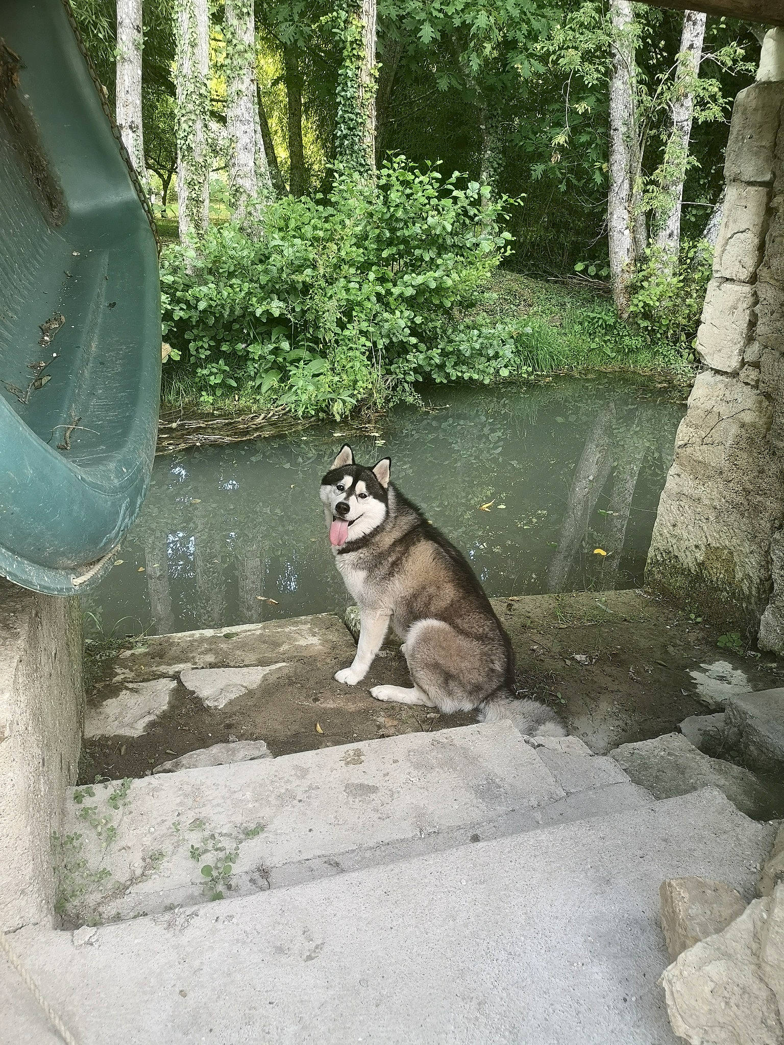 Moky a rejoint le concours — aidez-le/la à gagner de superbes lots ! alaskan_klee_kai, alaskan_malamute, canidae, carnivore, czechoslovakian_wolfdog, dog, east_siberian_laika, forest, mammal, native_american_indian_dog, northern_inuit_dog, plant, saarloos_wolfdog, siberian_husky, sled_dog, swedish_vallhund, tail, tree, wolfdog