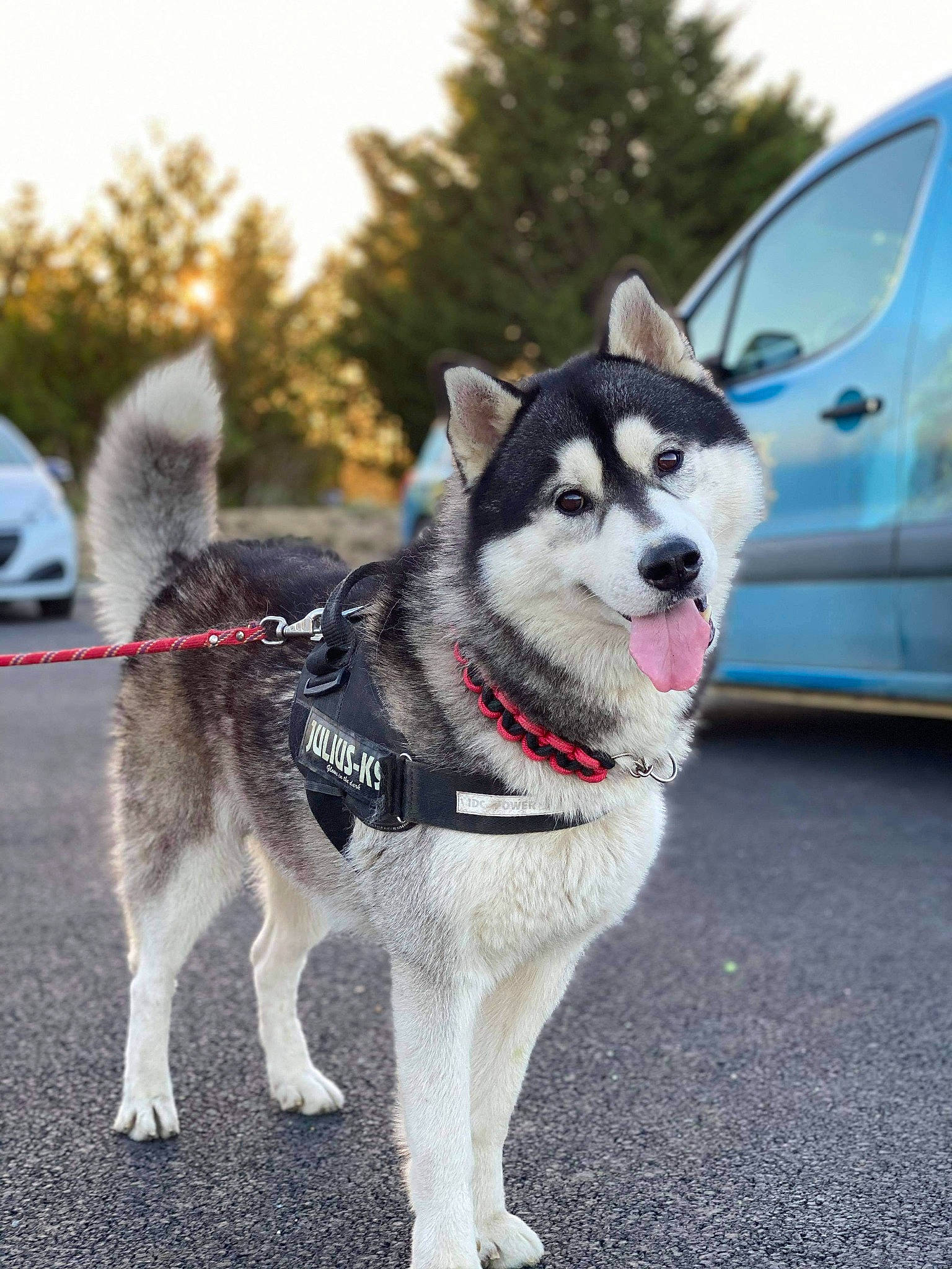 Moky participe au concours pour gagner de l'argent avec cette photo : alaskan_klee_kai, alaskan_malamute, canadian_eskimo_dog, canidae, carnivore, dog, dog_breed, greenland_dog, jamthund, mammal, miniature_siberian_husky, northern_inuit_dog, sakhalin_husky, seppala_siberian_sleddog, siberian_husky, sled_dog, snout, sporting_group, vertebrate, working_dog