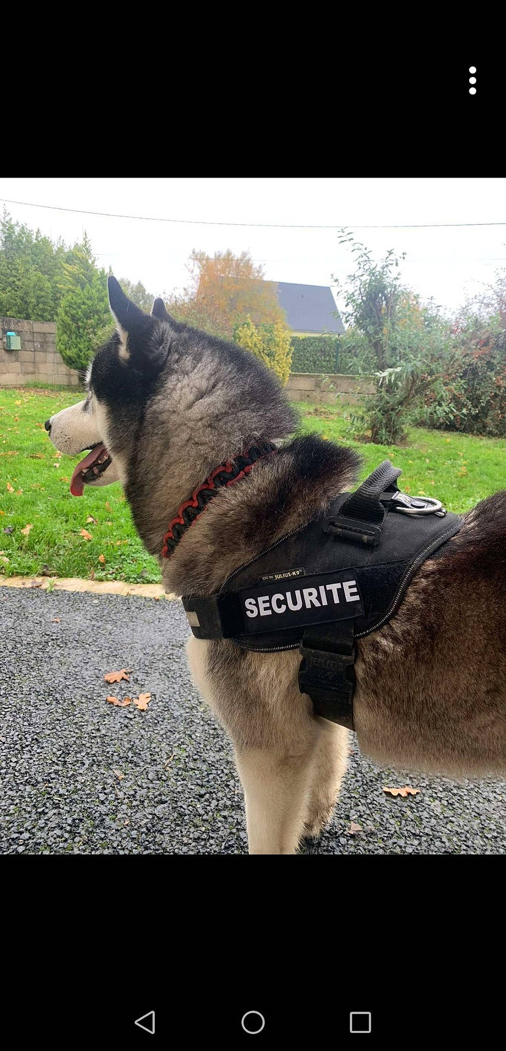 Moky a rejoint le concours — aidez-le/la à gagner de superbes lots ! alaskan_malamute, black_norwegian_elkhound, canidae, carnivore, dog, dog_breed, east_siberian_laika, jamthund, kunming_wolfdog, mammal, native_american_indian_dog, northern_inuit_dog, norwegian_elkhound, saarloos_wolfdog, seppala_siberian_sleddog, shiloh_shepherd_dog, siberian_husky, snout, tamaskan_dog, vertebrate