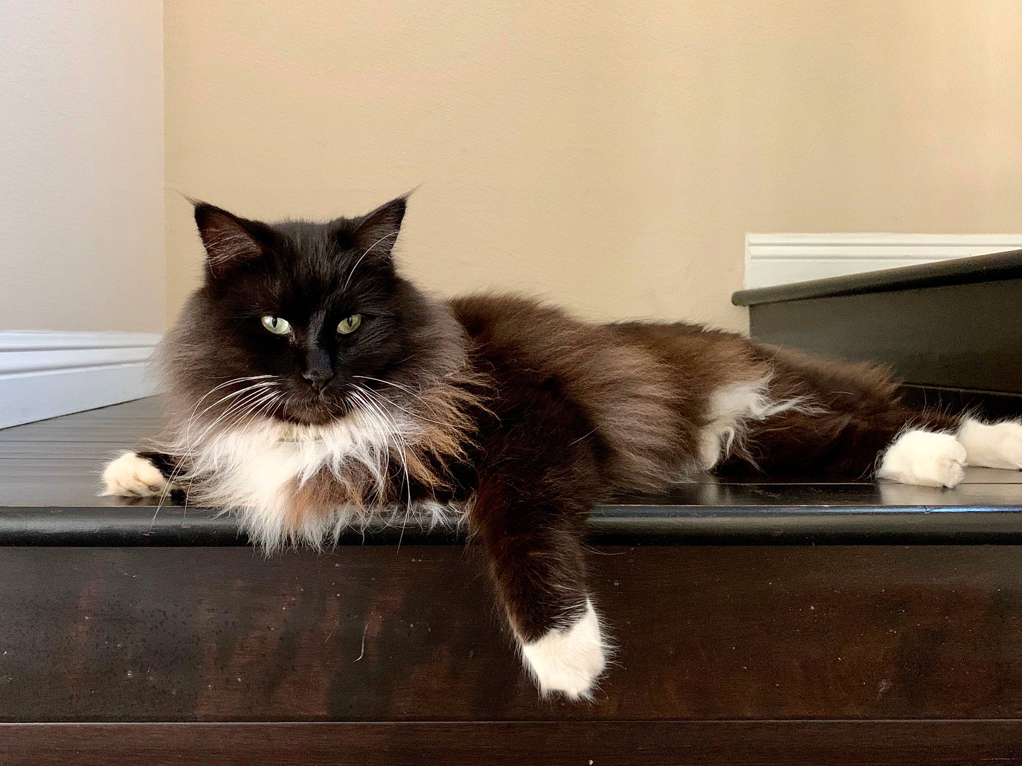 Chia is registered to the contest to win money with this photo: british_longhair, british_semi_longhair, carnivore, cat, domestic_long_haired_cat, felidae, fur, kitten, maine_coon, mammal, norwegian_forest_cat, ragamuffin, ragdoll, siberian, small_to_medium_sized_cats, tail, whiskers