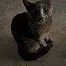 cat, gray_cat, pet, animal, feline, sitting, indoors, tile_floor, home, portrait, close_up, whiskers, ears, eyes, fur, tail, paws, curious, looking_at_camera, low_light