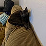 cat, gray_cat, pet, feline, animal, couch, sofa, blanket, pillow, striped_pillow, indoors, living_room, home, furniture, lounging, sitting, crossed_paws, portrait, wall, cozy