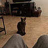 cat, gray_cat, pet, animal, sitting, indoors, living_room, tile_floor, television, tv_stand, furniture, houseplant, pink_flowers, basket, electronic_devices, home_decor, portrait, looking_at_camera, human_legs, cozy_home