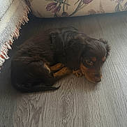 Maple Mae is registered to the contest to win money with this photo: puppy, dog, floor, wooden_floor, couch, floral_pattern, rug, fringe, brown, black, pet, animal, indoor, cute, small, lying_down, looking_up, fur, young, domestic