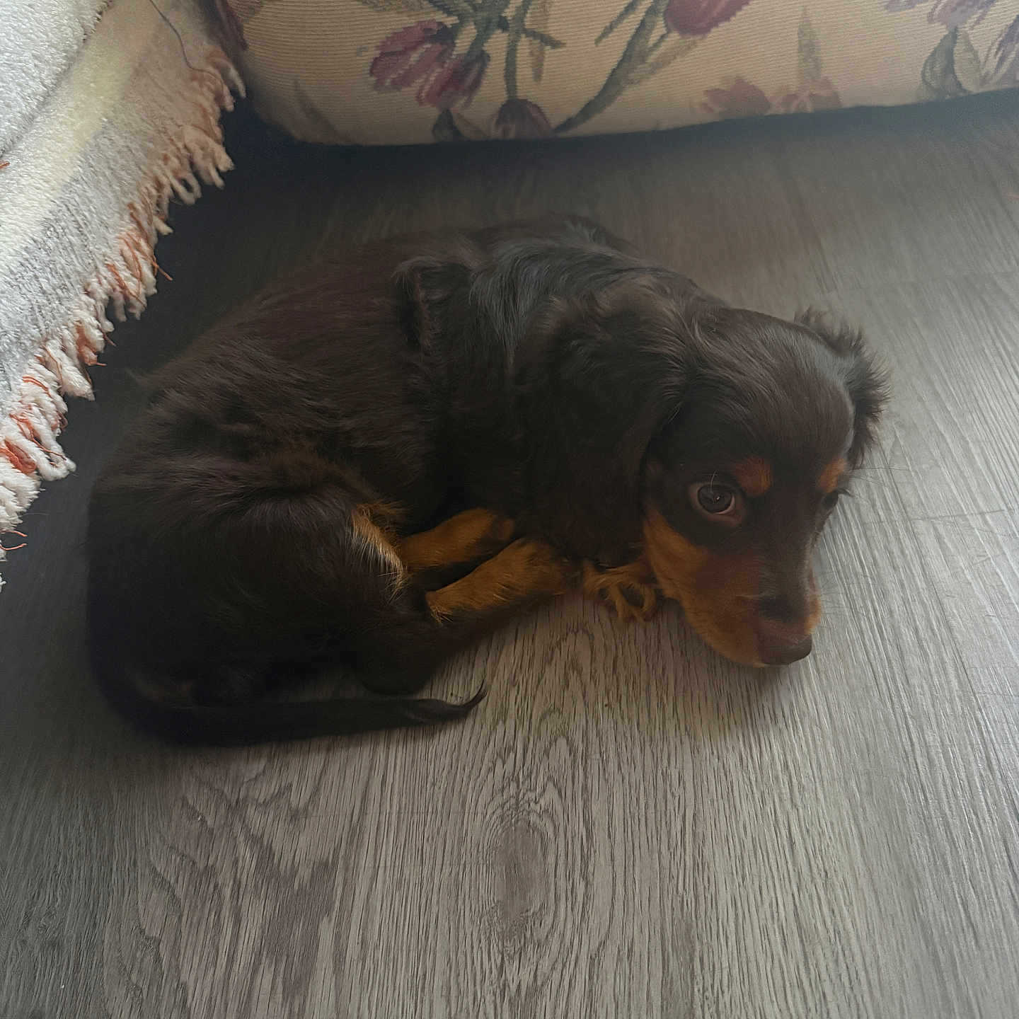 Maple Mae is registered to the contest to win money with this photo: puppy, dog, floor, wooden_floor, couch, floral_pattern, rug, fringe, brown, black, pet, animal, indoor, cute, small, lying_down, looking_up, fur, young, domestic