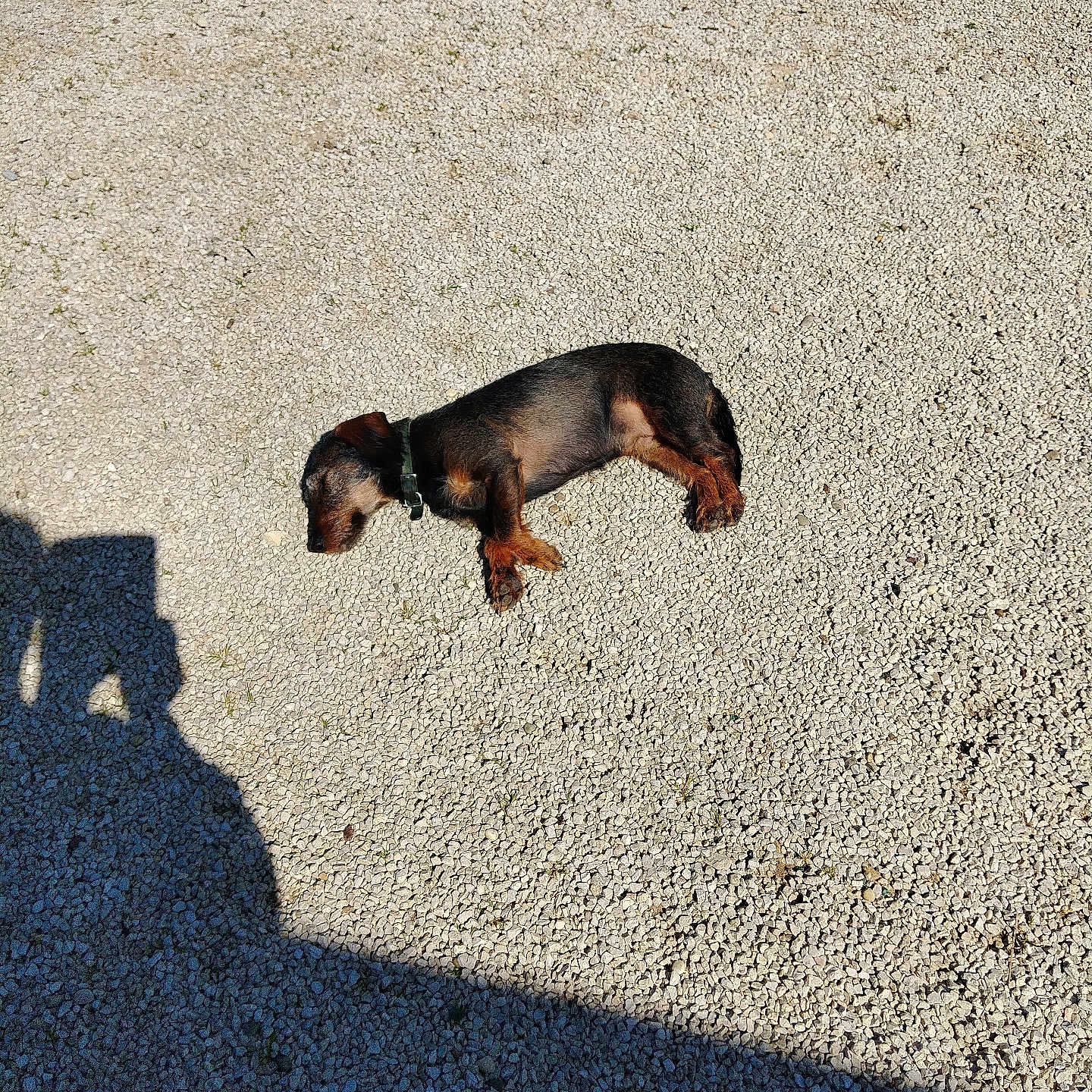 Rishka a rejoint le concours — aidez-le/la à gagner de superbes lots ! animal, black, brown, canine, collar, daytime, dog, gravel, ground, lying_down, nature, outdoor, pet, quiet, relaxing, resting, shadow, small_dog, sunlight, sunny
