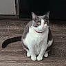 Kitkat is registered to the contest to win money with this photo: cat, gray_cat, white_cat, pet, indoor, floor, wooden_floor, collar, sitting, animal, cute, feline, domestic_cat, looking, curious, ears, whiskers, tail, fur, eyes