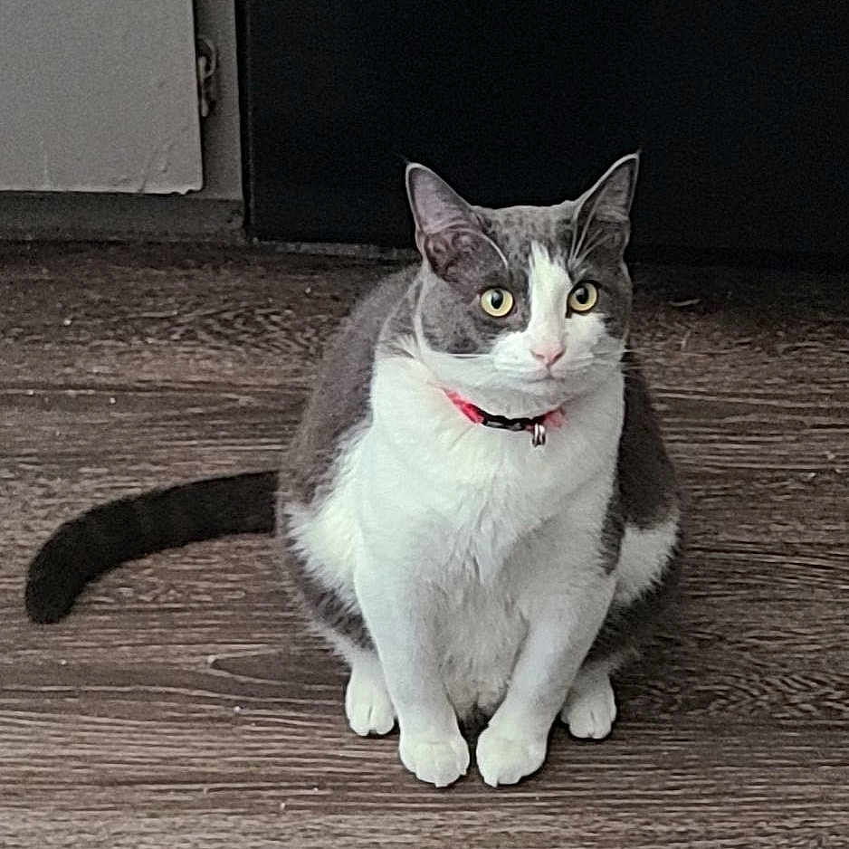 Kitkat