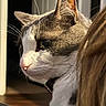 Kitkat is registered to the contest to win money with this photo: cat, close_up, side_profile, gray_and_white, pet, indoor, curious, focused, whiskers, natural_light, soft_surface, feline, animal, domestic_cat, ears, eyes, nose, collar, fur, portrait