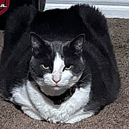 Kitkat joined the competition — help win amazing prizes! cat, gray_cat, white_cat, loaf_position, carpet, indoor, pet, animal, feline, resting, cute, fur, whiskers, ears, face, eyes, collar, home, baseboard, floor