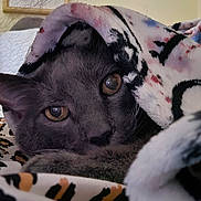 Boo joined the competition — help win amazing prizes! animal, bed, bedding, blanket, cat, close_up, cozy, domestic_cat, ears, eyes, feline, fur, gray_cat, indoor, patterned_blanket, pet, portrait, sleepy, soft_fabric, whiskers