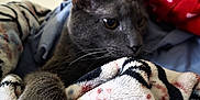 Bruce joined the competition — help win amazing prizes! bedding, blanket, cat, close_up, cozy, feline, fur, grey_cat, heart_pattern, home, indoor, nose, paw, pet, portrait, red_blanket, sleepy, soft_texture, striped_fabric, whiskers