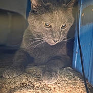 Bruce is registered to the contest to win money with this photo: blue_panel, cable, carpet, cat, close_up, cozy, curious, ears, enclosed_space, eyes, fur_texture, gray_cat, indoor, low_light, paws, pet, portrait, relaxed, shadow, whiskers
