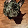alert, animal, brindle, canine, companion, cute, dog, domestic_animal, ears, floor, french_bulldog, friendly, indoor, looking_up, mammal, pet, portrait, shadow, small_dog, wood_flooring