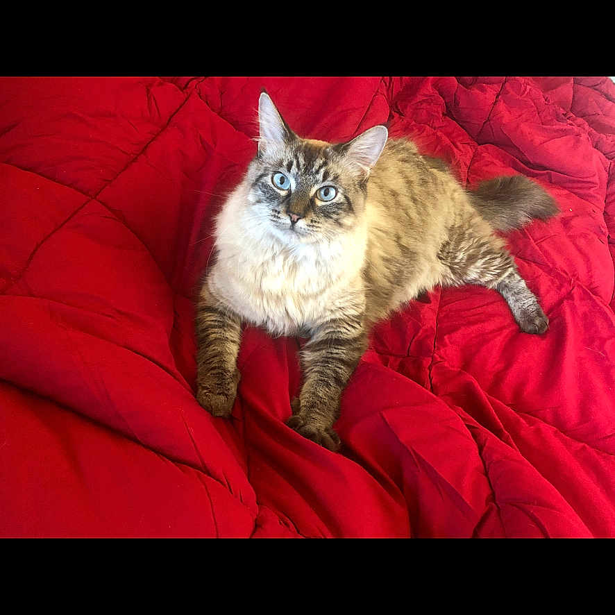 Lily joined the competition — help win amazing prizes! abyssinian, animal, bed, blanket, cat, couch, cushion, face, furniture, head, homedecor, indoors, interiordesign, kitten, manx, person, pet, photography, quilt, siamese