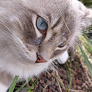 Zeus a rejoint le concours — aidez-le/la à gagner de superbes lots ! cat, blue_eyes, fluffy, close_up, grass, outdoor, nature, feline, whiskers, ears, nose, face, animal, pet, soft_fur, curious, ground, plants, portrait, daylight