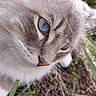 animal, blue_eyes, cat, close_up, curious, daylight, ears, face, feline, fluffy, grass, ground, nature, nose, outdoor, pet, plants, portrait, soft_fur, whiskers