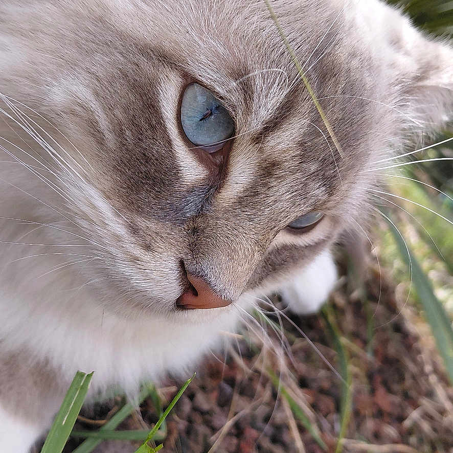 Zeus a rejoint le concours — aidez-le/la à gagner de superbes lots ! cat, blue_eyes, fluffy, close_up, grass, outdoor, nature, feline, whiskers, ears, nose, face, animal, pet, soft_fur, curious, ground, plants, portrait, daylight