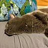 cat, gray_cat, sleeping, sleepy, pet, animal, furry, whiskers, ears, paw, lying_down, bed, bedding, pillow, indoors, cozy, relaxed, nap, portrait, home