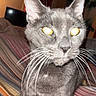 cat, gray_cat, pet, animal, feline, whiskers, pointed_ears, glowing_eyes, portrait, close_up, sitting, bed, bedspread, striped_fabric, bedroom, indoor, flash_photography, fur, long_whiskers, home