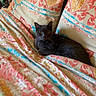 cat, black_cat, charcoal_fur, pet, animal, feline, bed, bedroom, bedding, floral_pattern, pillows, blanket, cozy, indoor, home, furniture, lying_down, sitting, portrait, lamplight