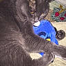 cat, gray_cat, feline, pet, animal, lying_down, lounging, sleepy, yellow_eyes, whiskers, paws, fur, blue_toy, stuffed_toy, bed, blanket, bedding, indoors, close_up, relaxed