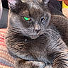 cat, gray_cat, pet, animal, feline, close_up, portrait, whiskers, ears, eyes, green_eyes, golden_eyes, fur, striped_fur, paws, lying_down, relaxed, grumpy, quilt, indoors