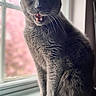 cat, gray_cat, animal, pet, feline, sitting, windowsill, window, indoor, portrait, closeup, fur, whiskers, ears, eyes, open_mouth, teeth, fangs, natural_light, pink_background