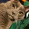 cat, gray_cat, pet, feline, animal, close_up, portrait, golden_eyes, whiskers, fur, indoors, cozy, relaxed, lying_down, green_jacket, clothing, soft_lighting, photography, cute, serious_expression