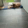 cat, siamese_cat, blanket, doorway, floor, tile_floor, wood, grass, outdoor, indoor, stretching, resting, pet, animal, home, natural_light, plaid, door_mat, wood_pile, relaxation