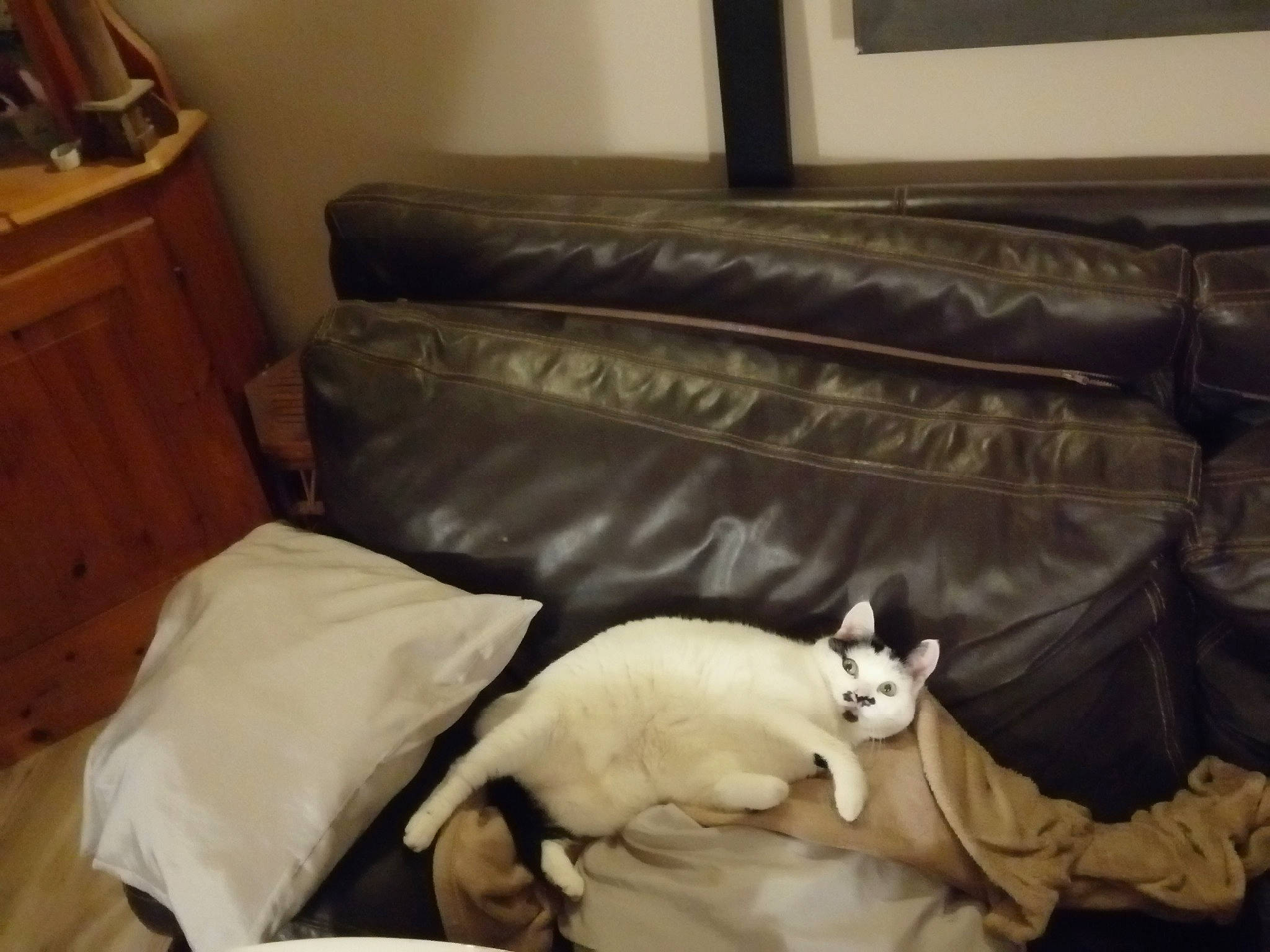 Pistache a rejoint le concours — aidez-le/la à gagner de superbes lots ! bedding, carnivore, cat, comfort, companion_dog, couch, dog, dog_breed, fawn, felidae, flooring, hardwood, linens, living_room, picture_frame, room, small_to_medium_sized_cats, studio_couch, whiskers, wood