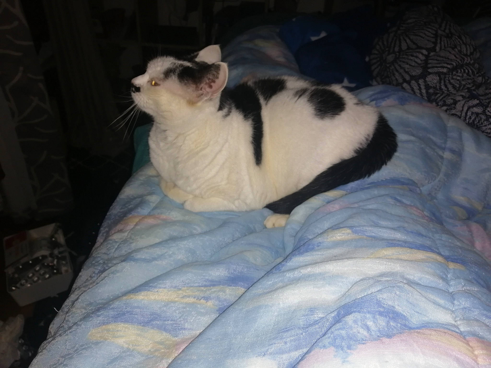 Pistache participe au concours pour gagner de l'argent avec cette photo : canidae, carnivore, cat, comfort, companion_dog, dog_breed, domestic_short_haired_cat, fawn, felidae, fur, linens, nap, paw, sleep, small_to_medium_sized_cats, snout, tail, terrestrial_animal, whiskers, wildlife