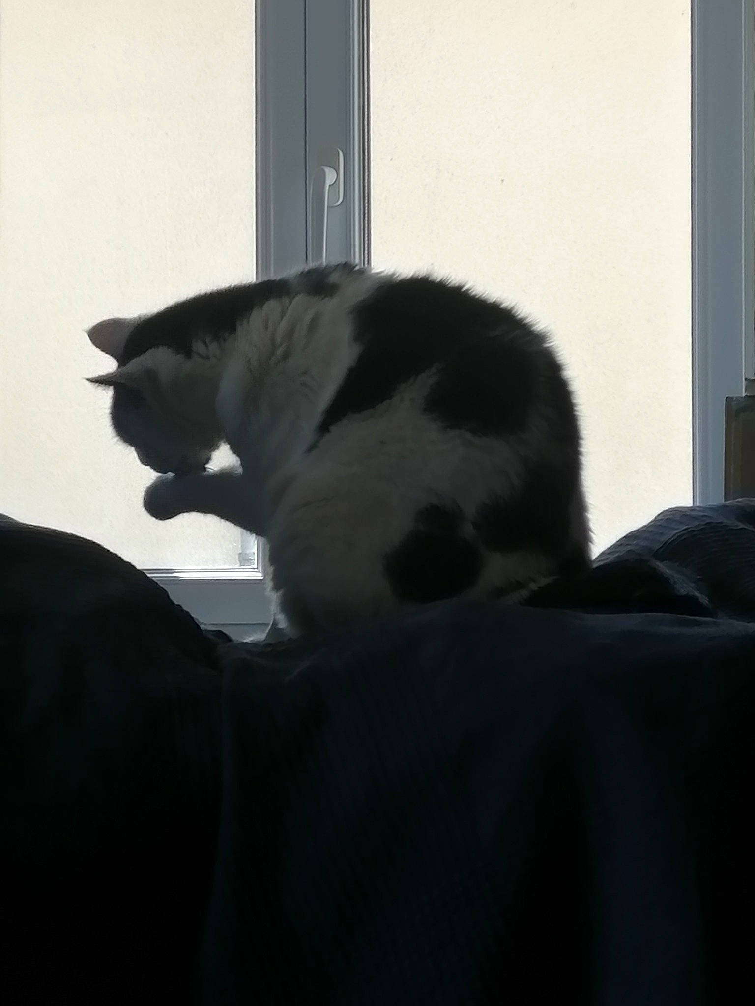 Pistache a rejoint le concours — aidez-le/la à gagner de superbes lots ! canidae, carnivore, cat, comfort, dog_breed, domestic_short_haired_cat, felidae, fur, grey, monochrome, monochrome_photography, room, small_to_medium_sized_cats, snout, sporting_group, tail, terrestrial_animal, tints_and_shades, whiskers, window