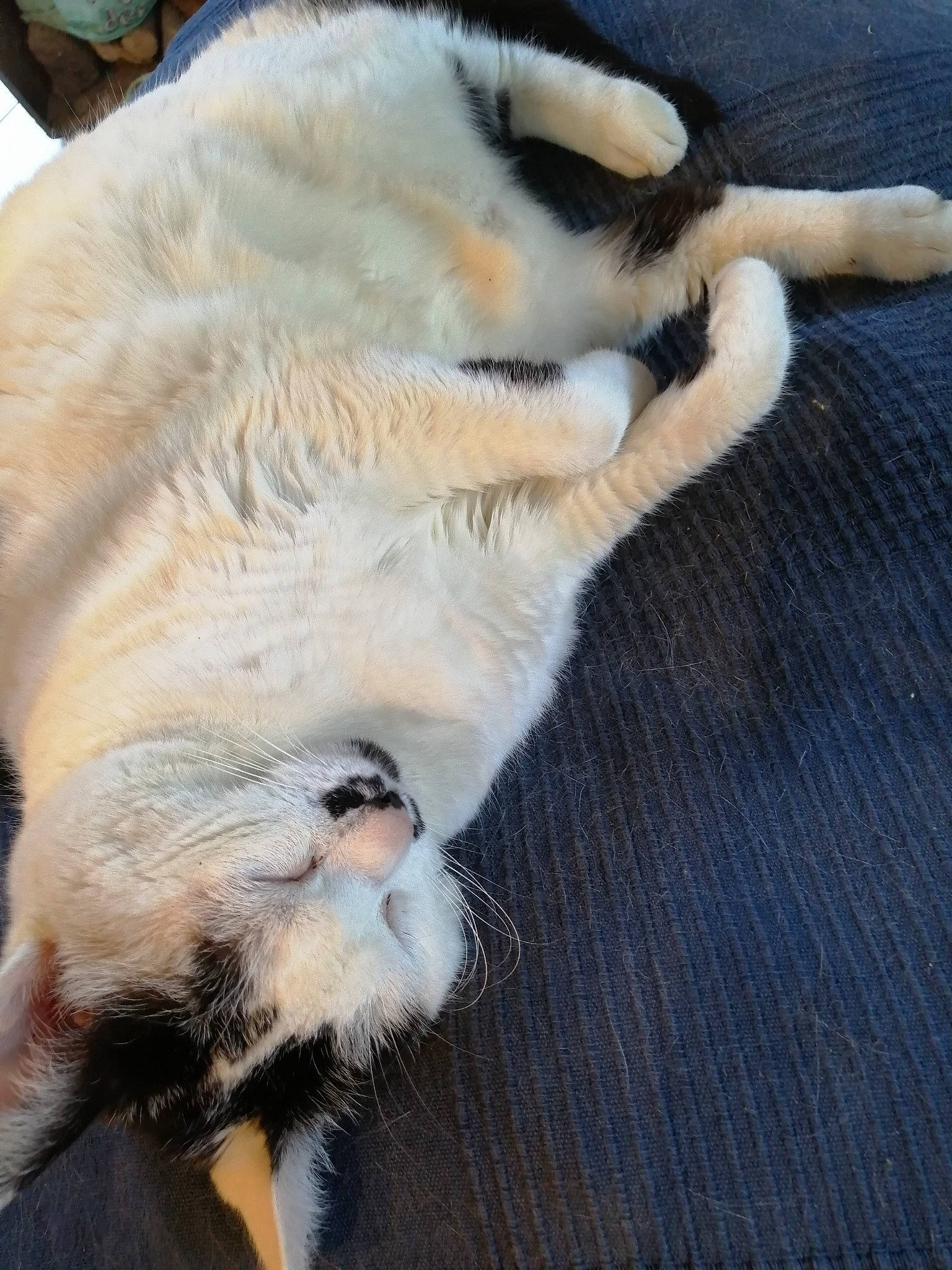 Pistache a rejoint le concours — aidez-le/la à gagner de superbes lots ! canidae, carnivore, cat, claw, comfort, companion_dog, dog_breed, domestic_short_haired_cat, fawn, felidae, foot, fur, nap, paw, small_to_medium_sized_cats, snout, sporting_group, tail, terrestrial_animal, whiskers